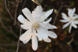 Magnolia stellata RCP3-2016 (48).JPG